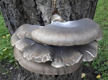 Pleurotus ostreatus AMF 20141106-04