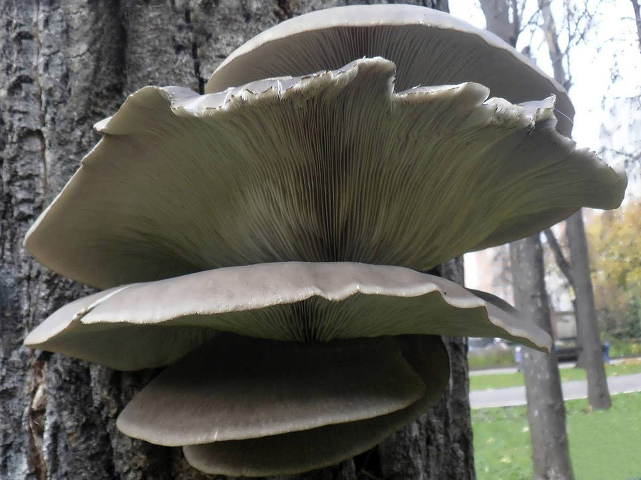 Pleurotus ostreatus AMF 20141106-05