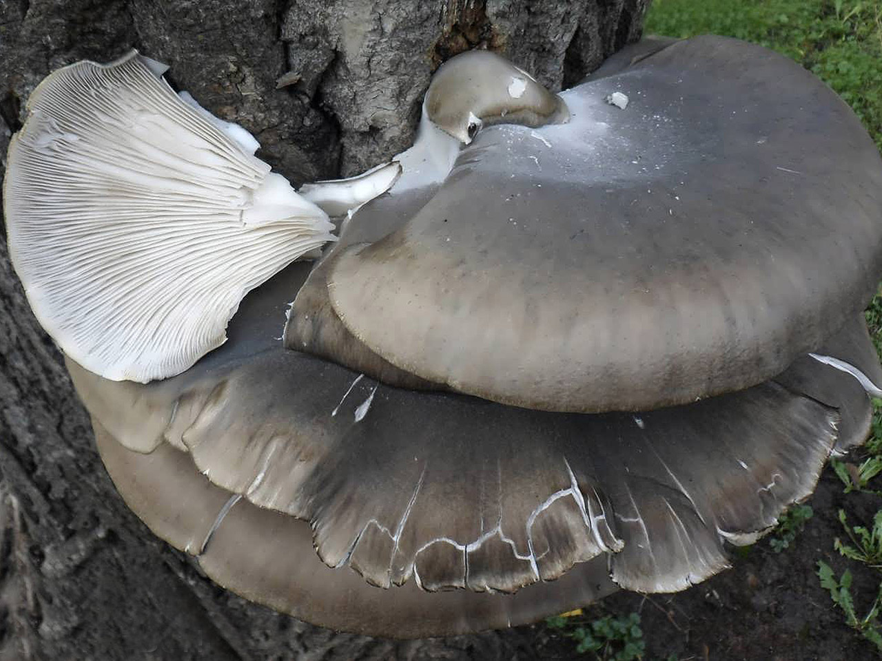 Pleurotus ostreatus AMF 20141106-06