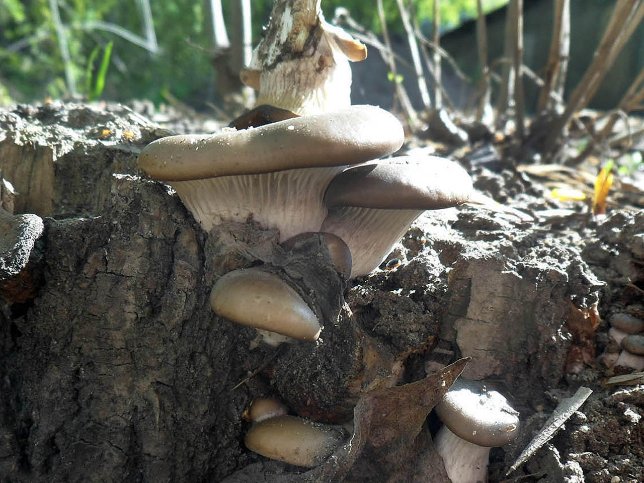 Pleurotus ostreatus AMF 20160502-08