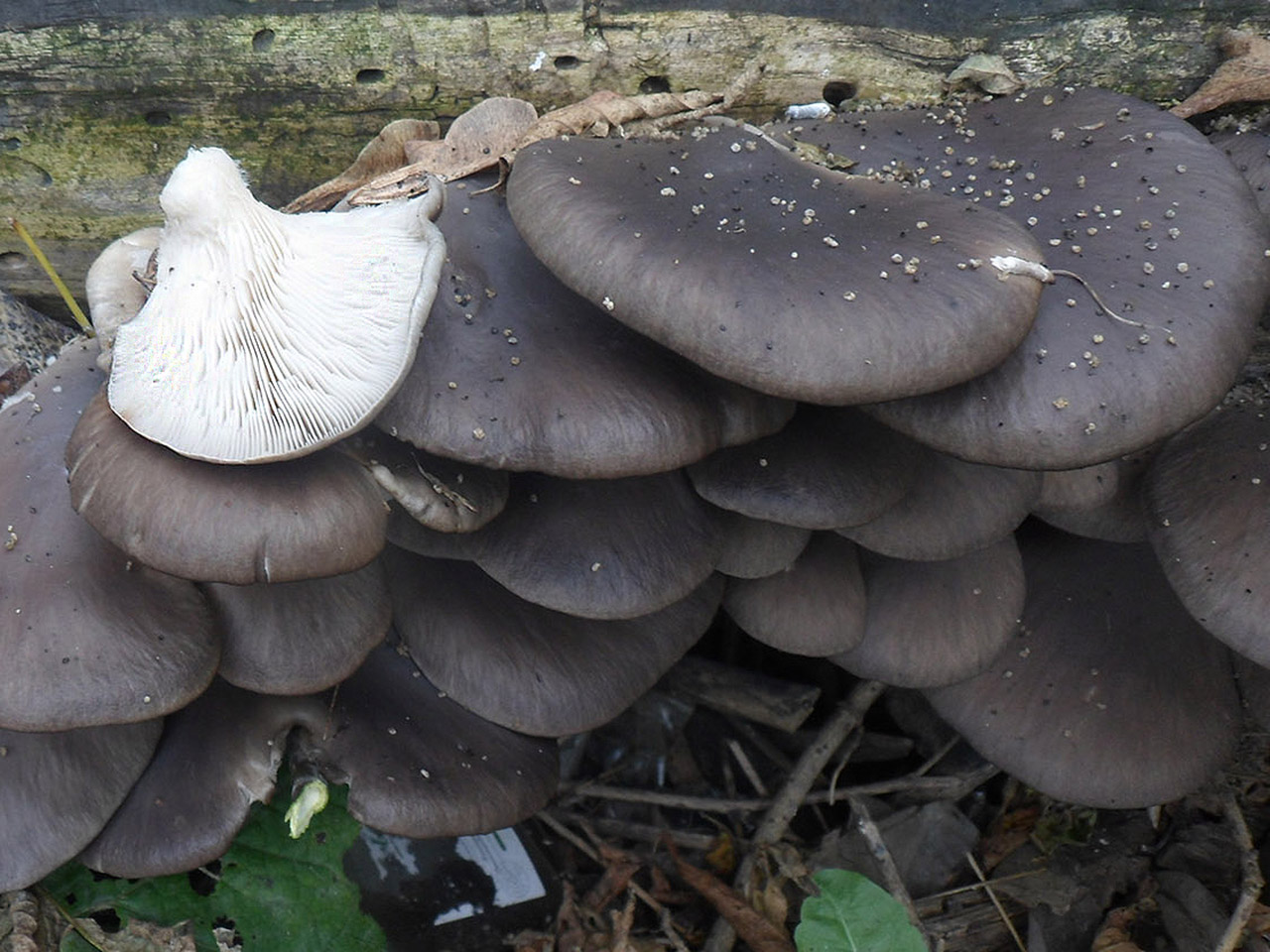 Pleurotus ostreatus AMF 20161018-09