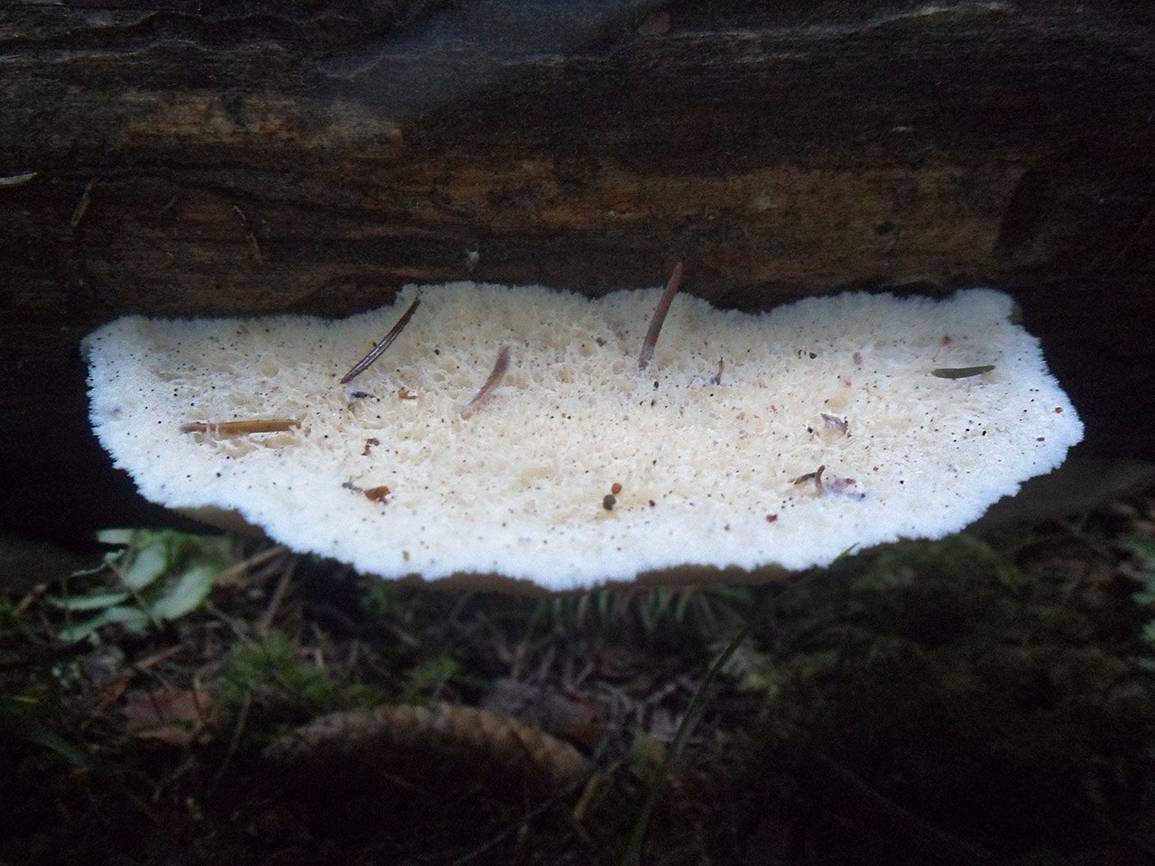 Climacodon pulcherrimus