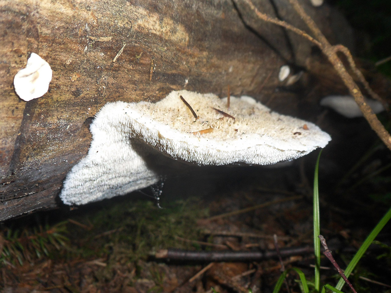 Climacodon pulcherrimus AMF 20170805-03