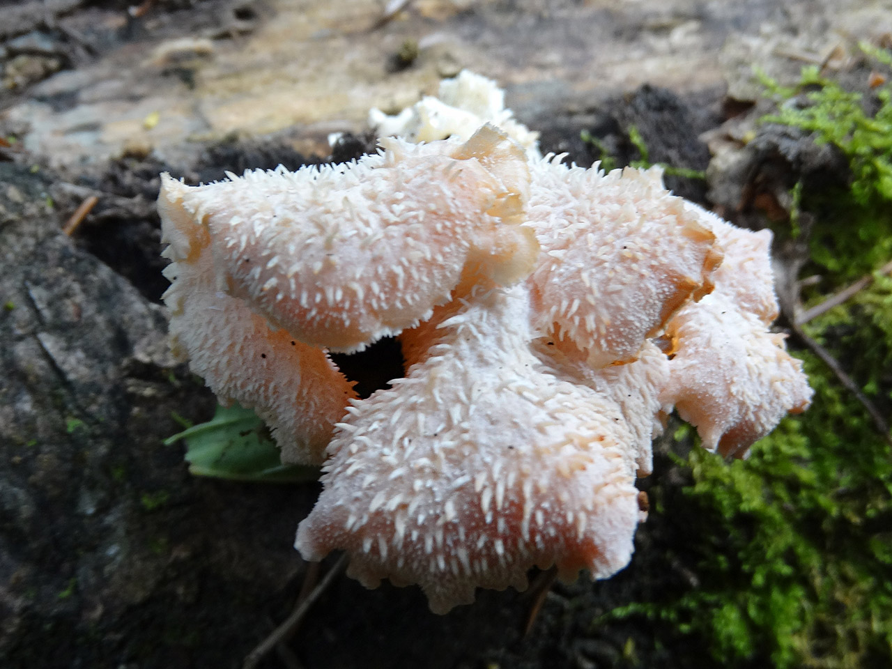 Hericium cirrhatum AMF 20150705-03