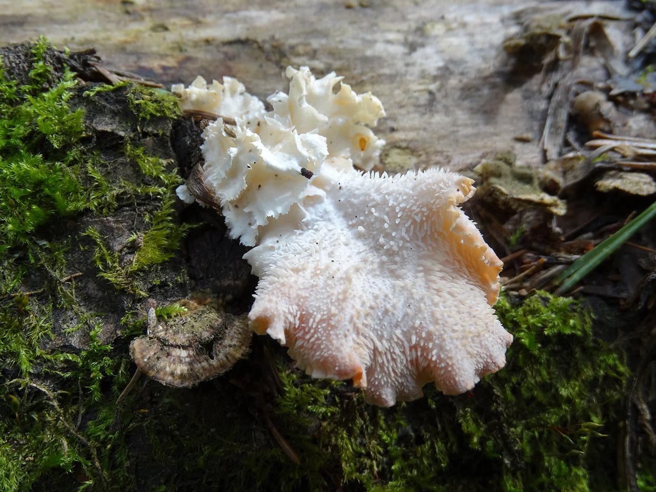 Hericium cirrhatum AMF 20150705-04