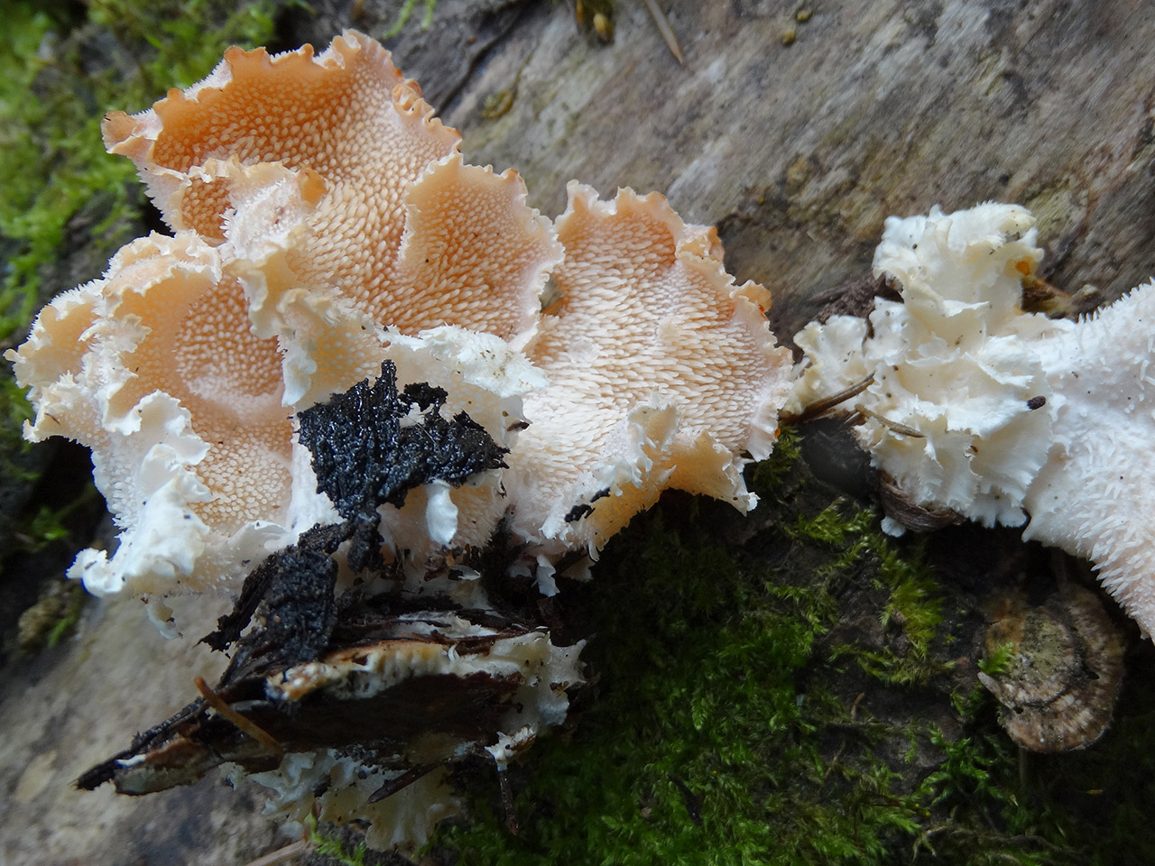 Hericium cirrhatum AMF 20150705-06