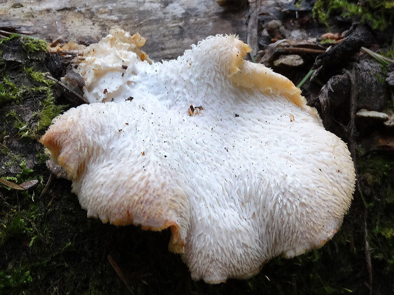 Hericium cirrhatum AMF 20150705-07