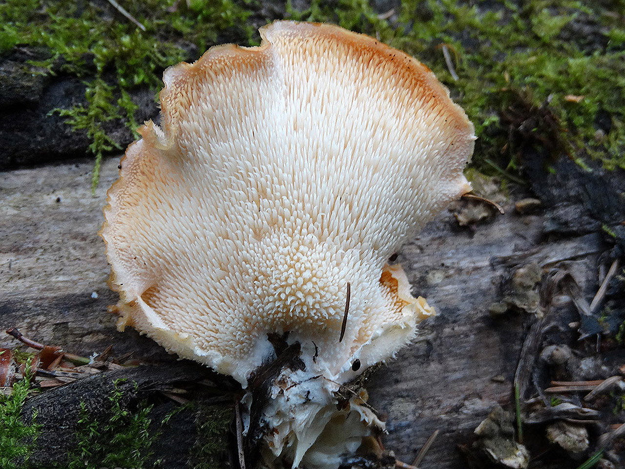 Hericium cirrhatum AMF 20150705-08