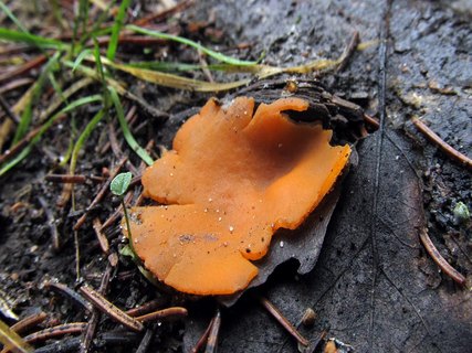 Aleuria aurantia