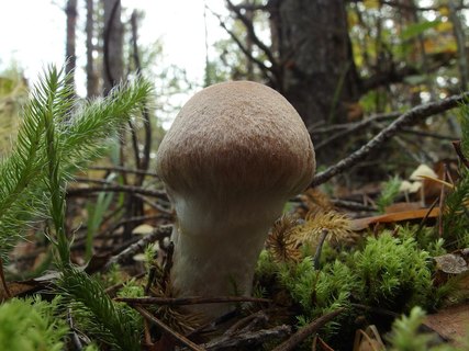 Cortinarius laniger
