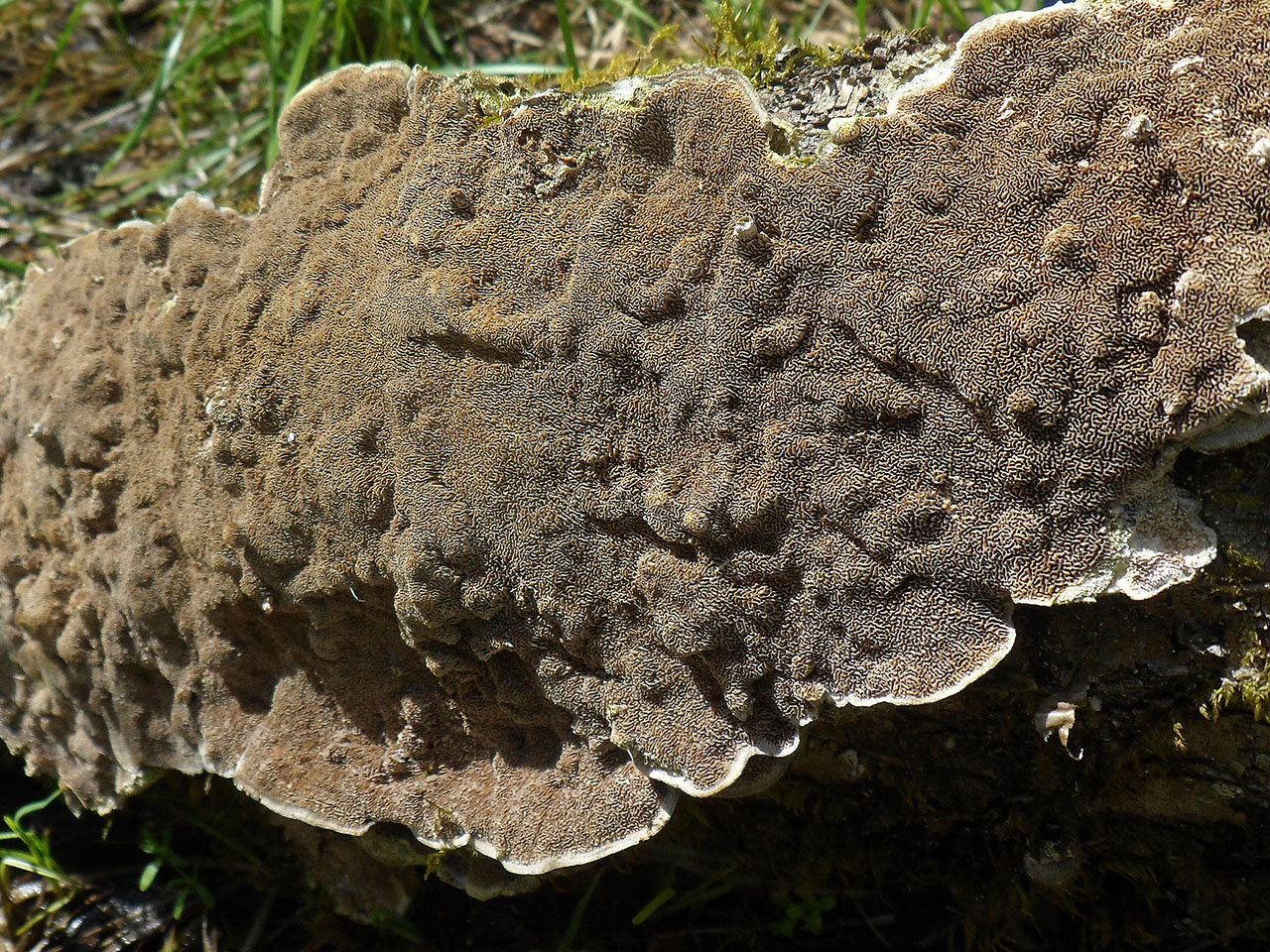 Cerrena unicolor AMF 20170515-04