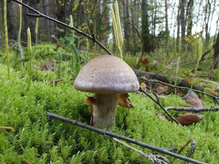 Cortinarius laniger