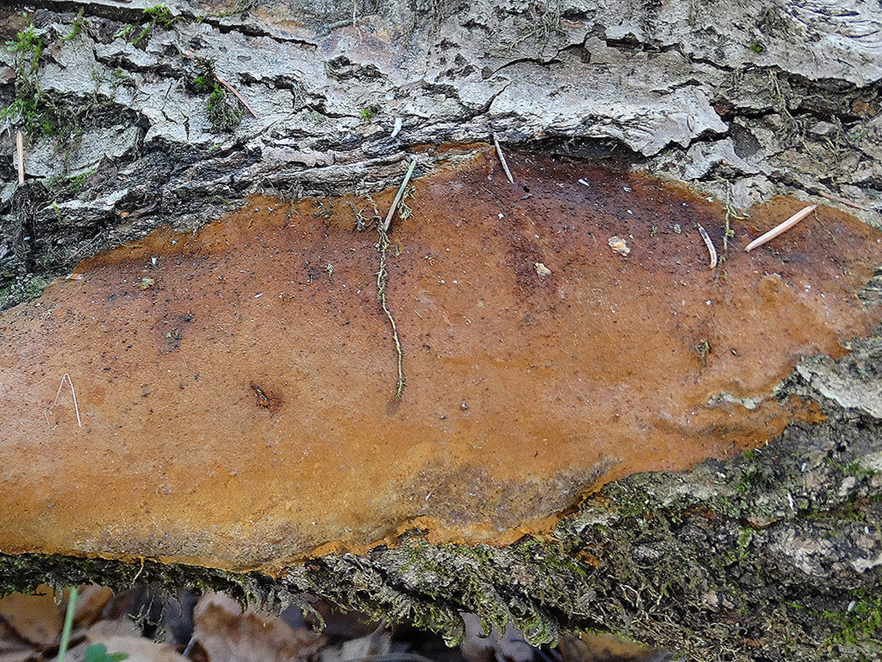 Fomitiporia punctata AMF 20170811-04