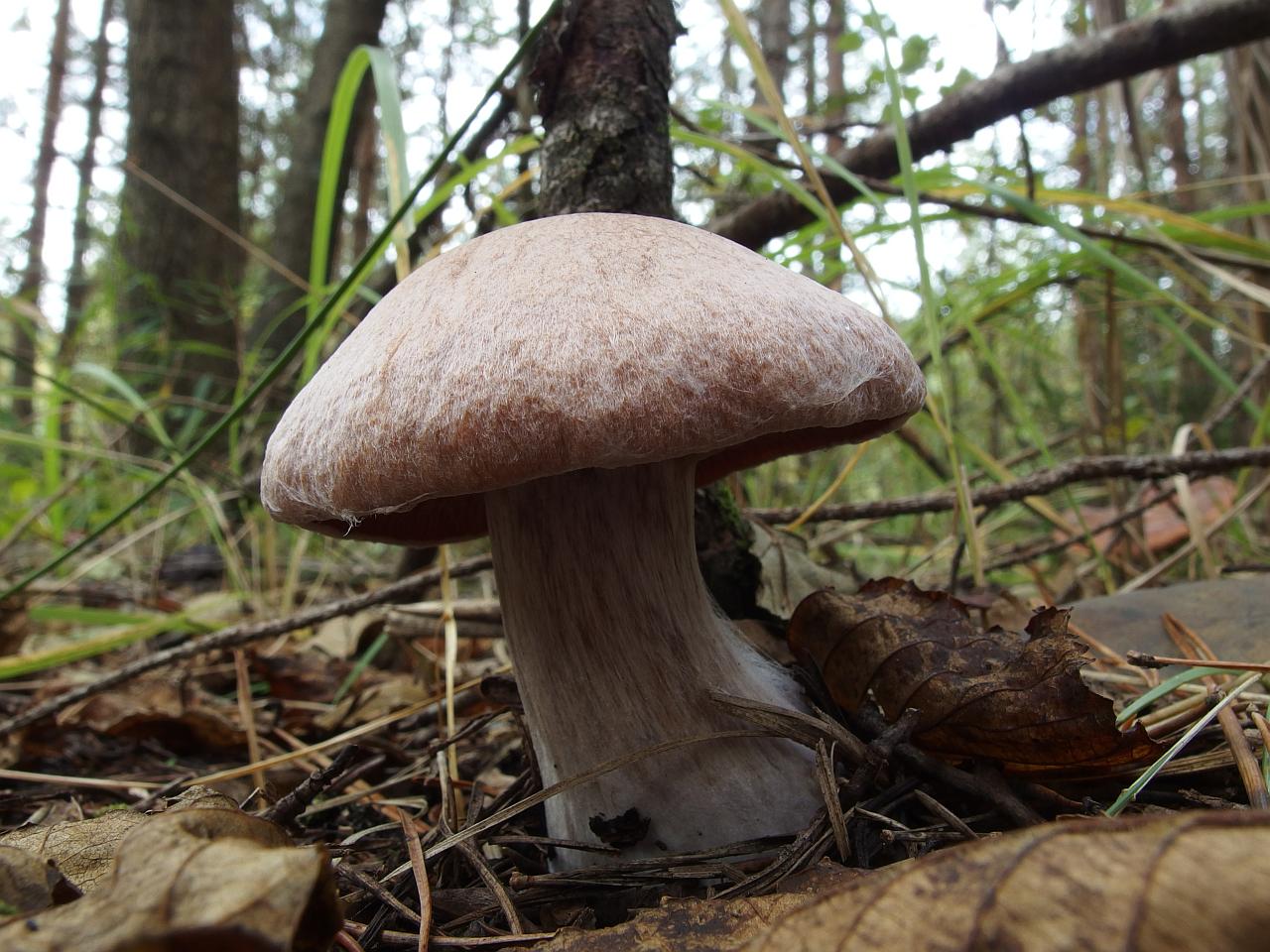 Cortinarius laniger