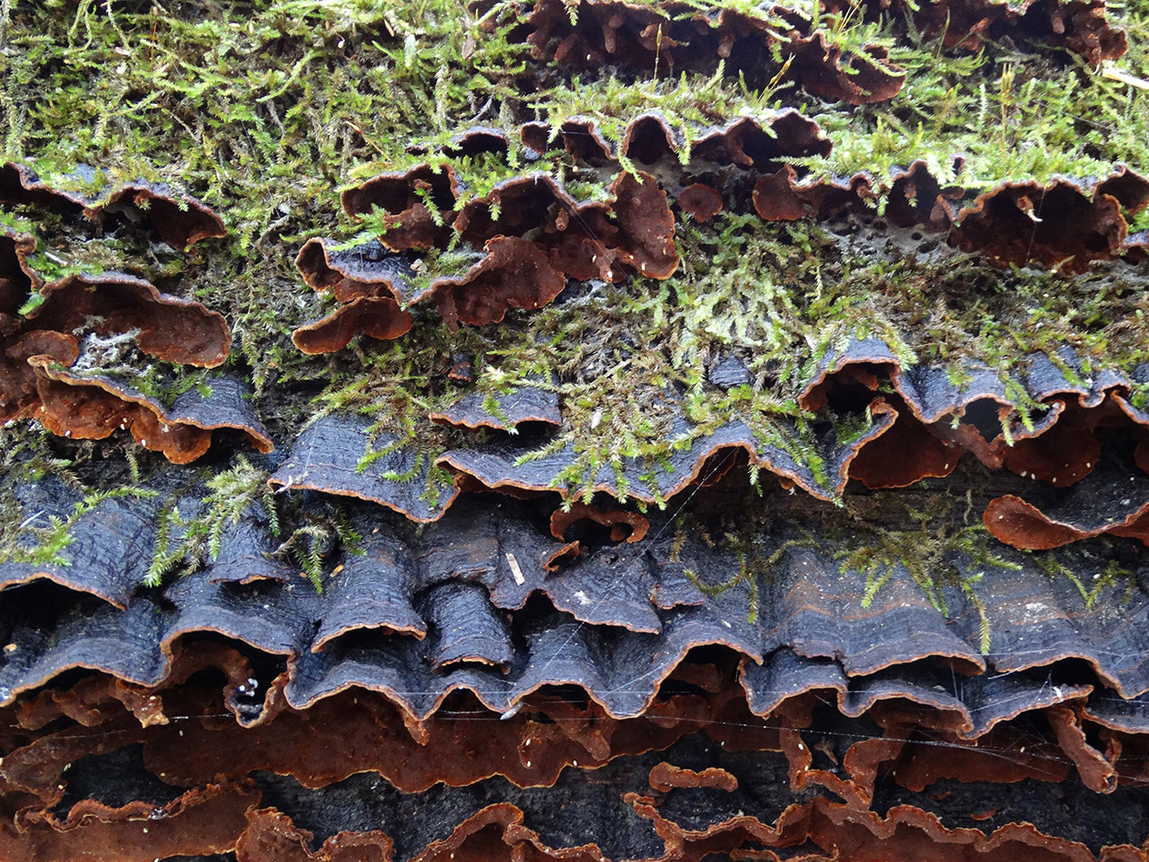 Hymenochaete rubiginosa AMF 20171108-08
