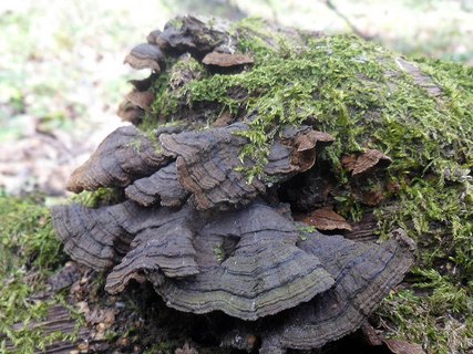 Hymenochaete rubiginosa AMF 20170415-03