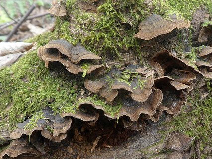 Hymenochaete rubiginosa AMF 20170415-04