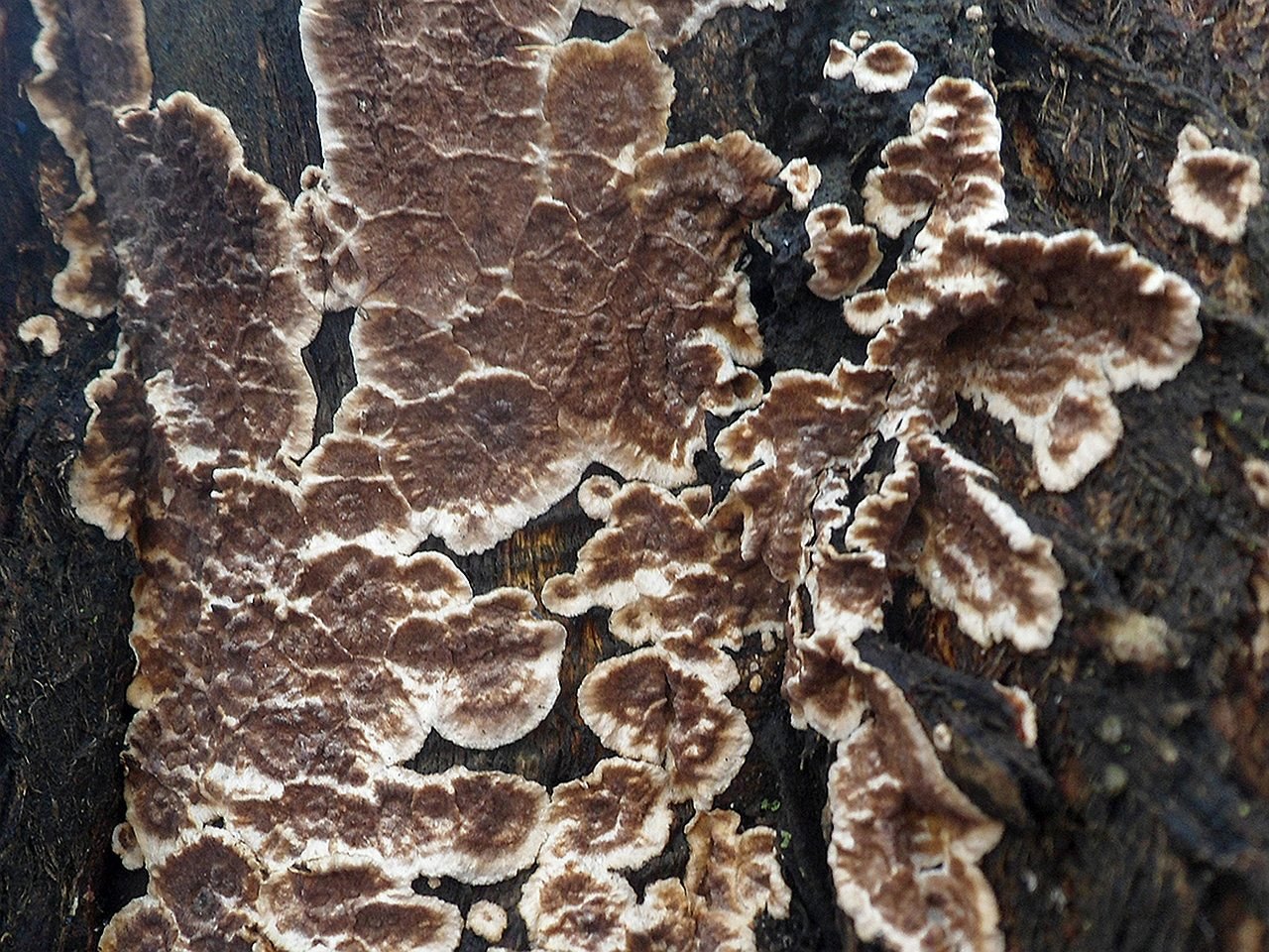 Hymenochaetopsis