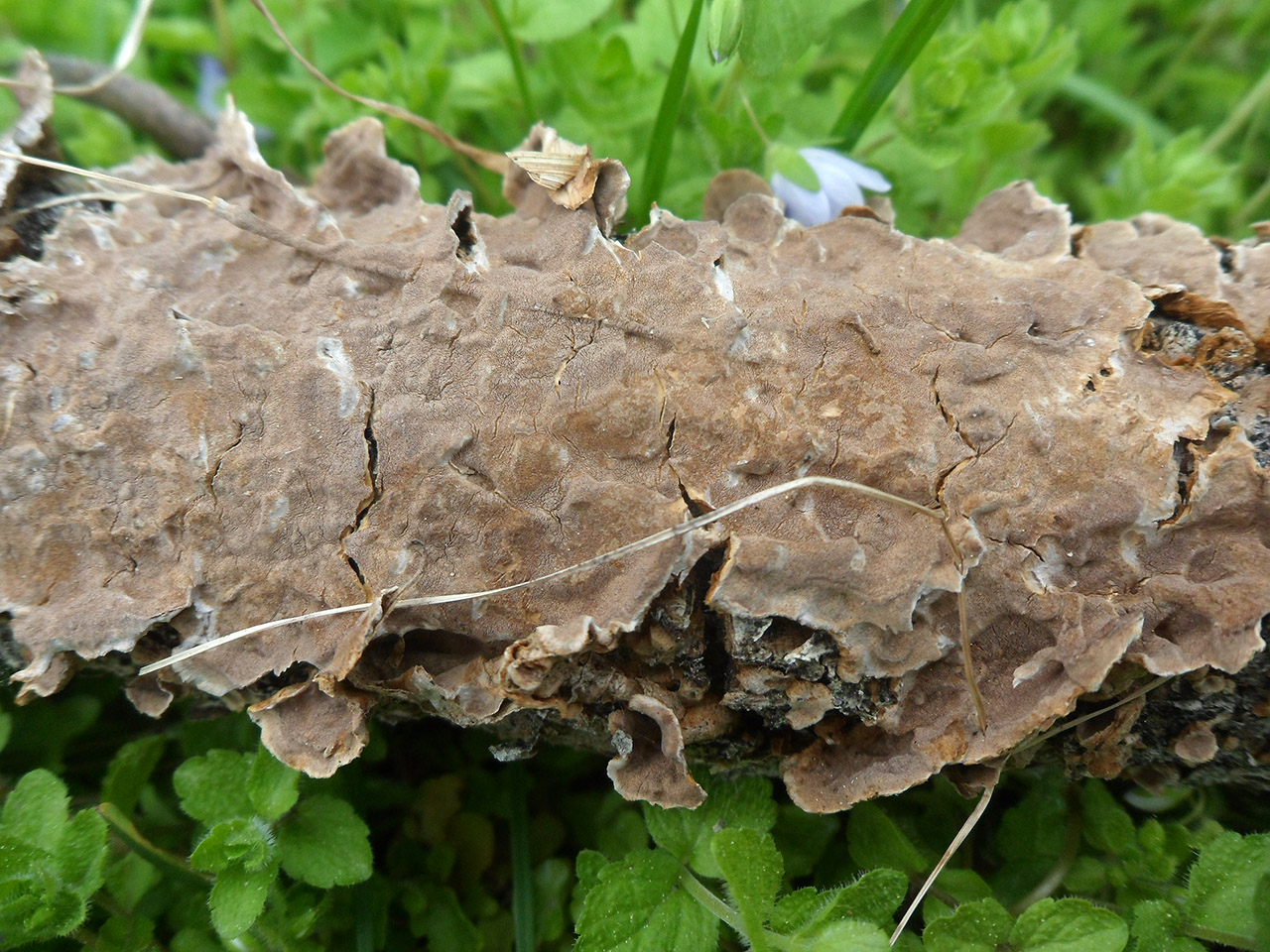 Hymenochaetopsis tabacina AMF 20170521-02