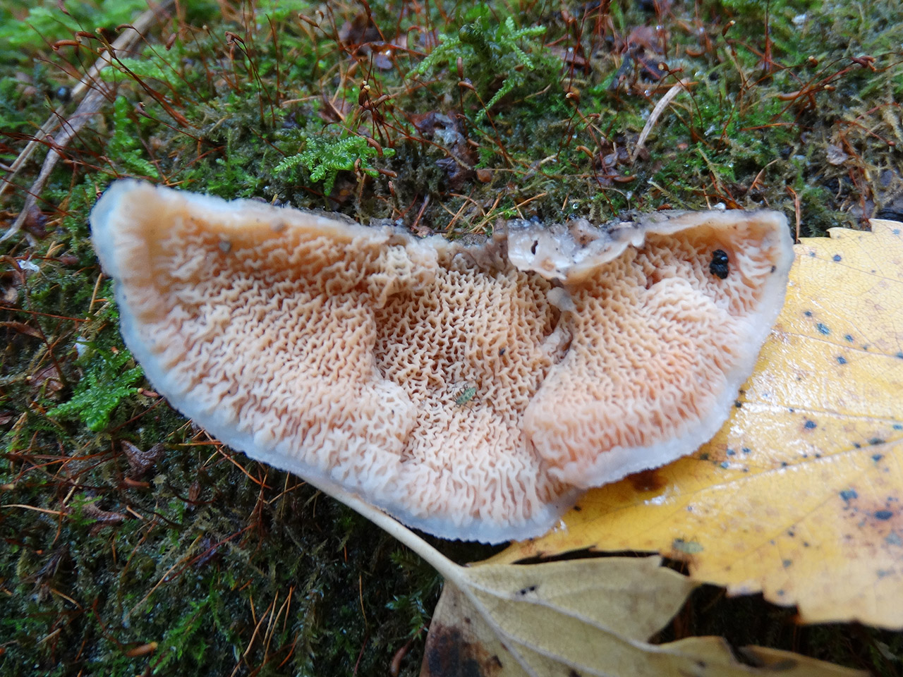 Phlebia tremellosa AMF 20171010-13