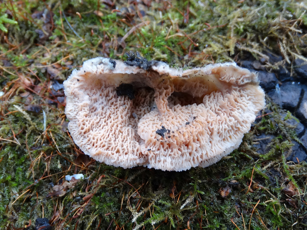 Phlebia tremellosa AMF 20171118-15