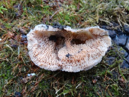 Phlebia tremellosa AMF 20171118-15