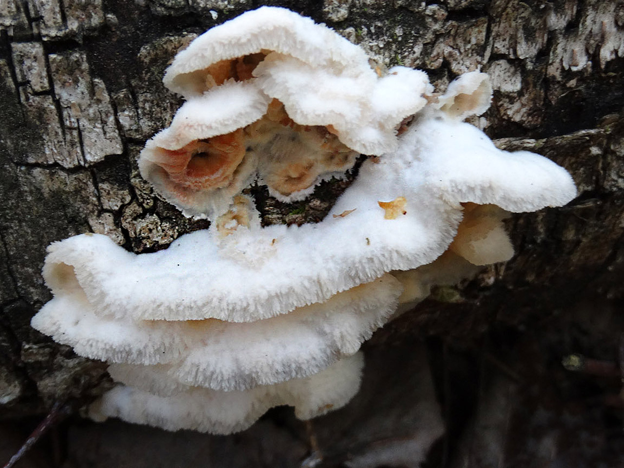 Phlebia tremellosa AMF 20140912-01
