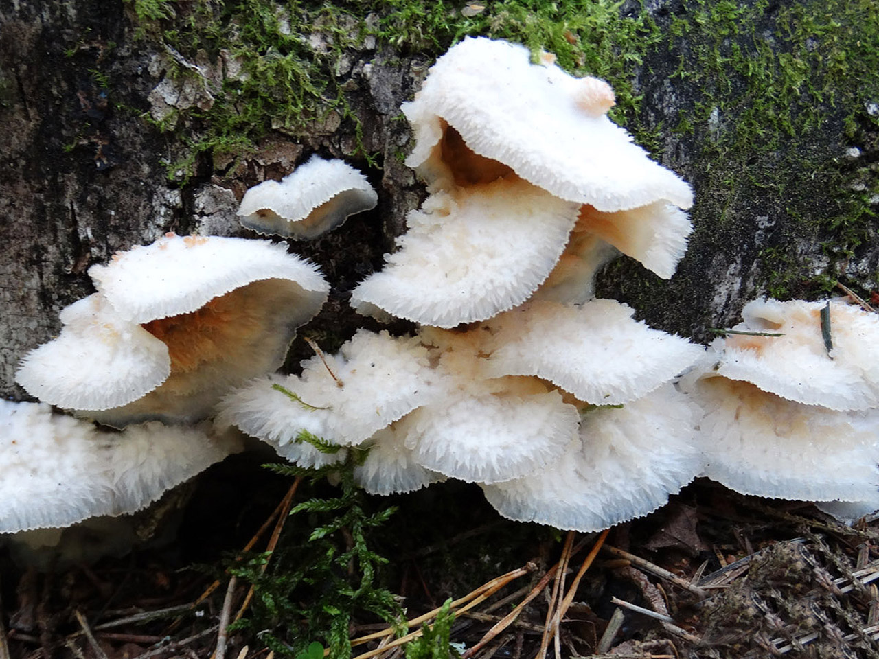Phlebia tremellosa AMF 20140912-02