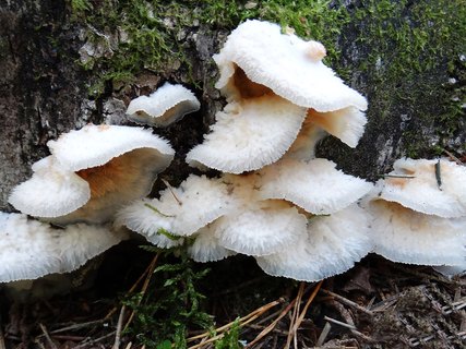 Phlebia tremellosa AMF 20140912-02
