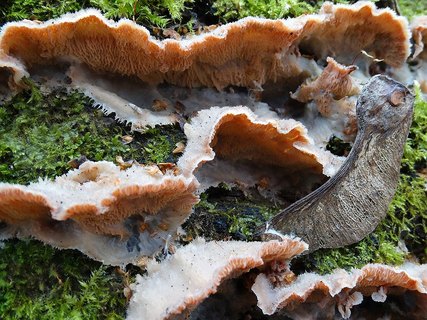 Phlebia tremellosa AMF 20141115-03