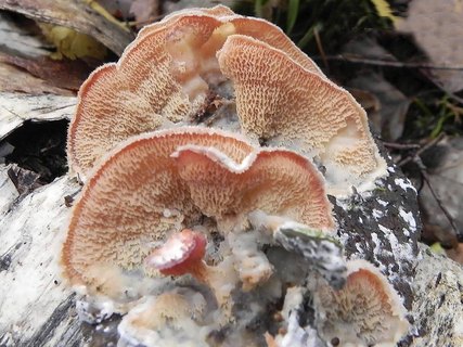 Phlebia tremellosa AMF 20141230-07