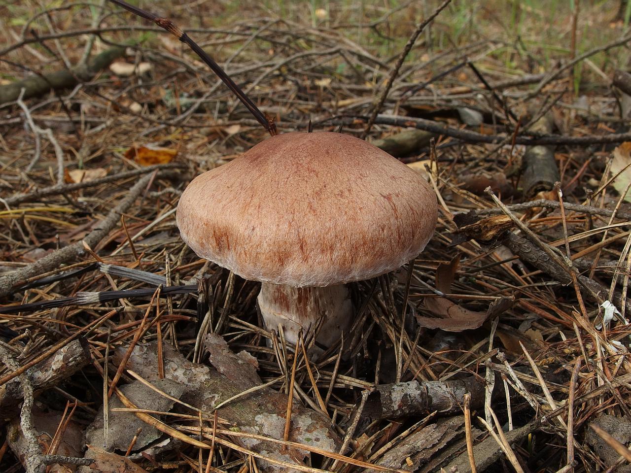 Cortinarius laniger