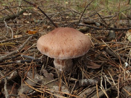 Cortinarius laniger
