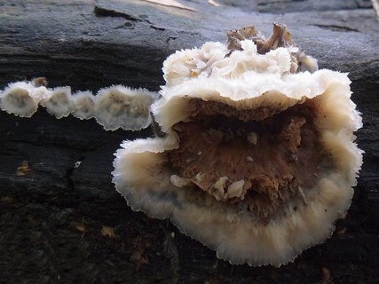 Phlebia tremellosa AMF 20150912-08
