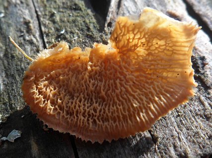 Phlebia tremellosa AMF 20170409-10