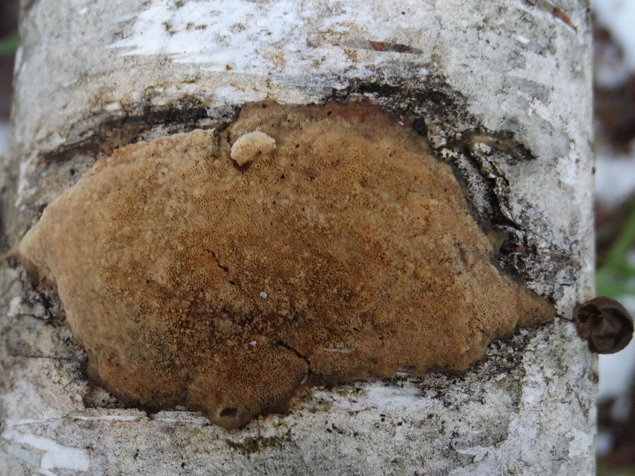 Schizopora paradoxa AMF 20171217-03