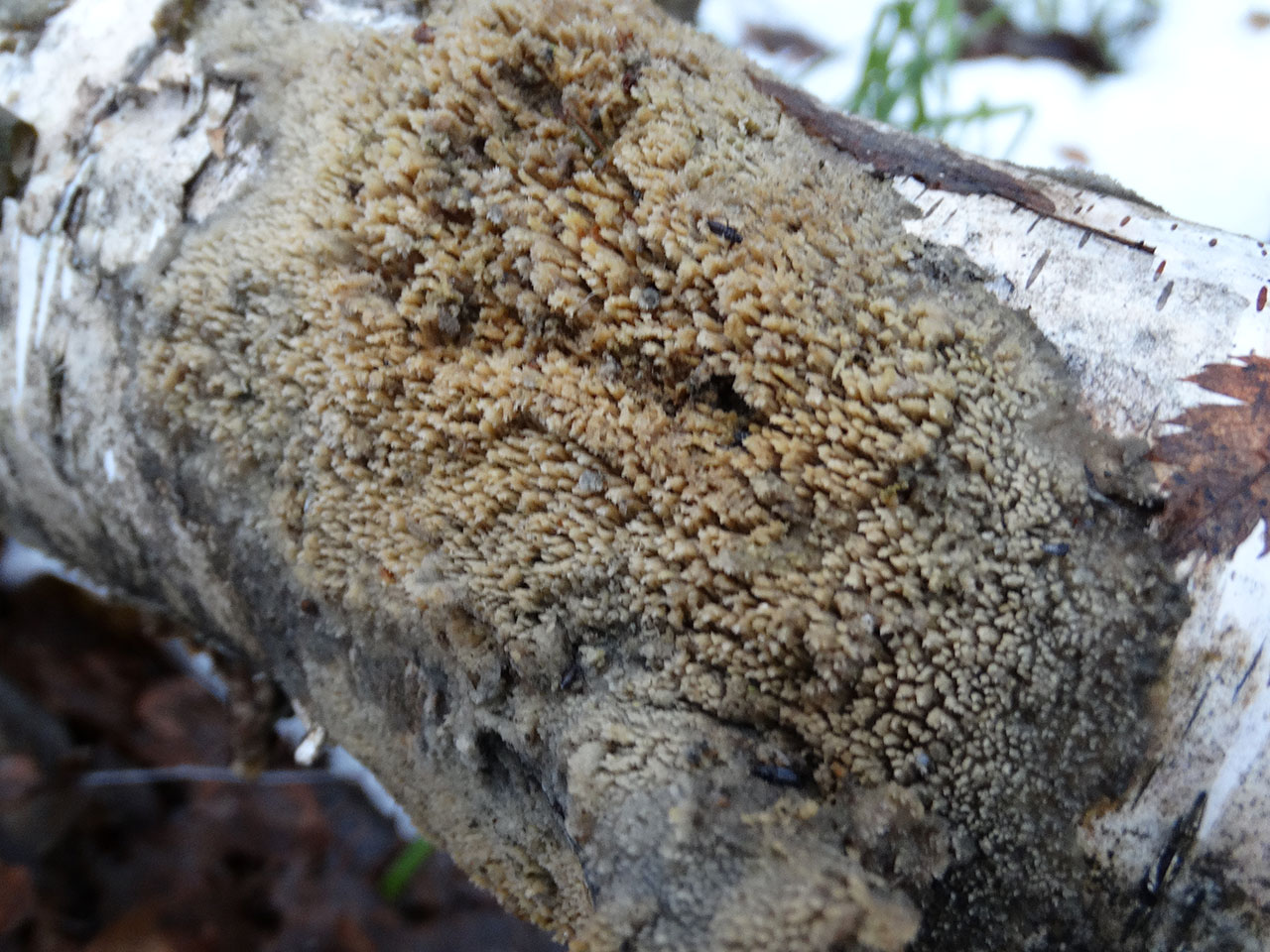 Schizopora paradoxa AMF 20171217-02