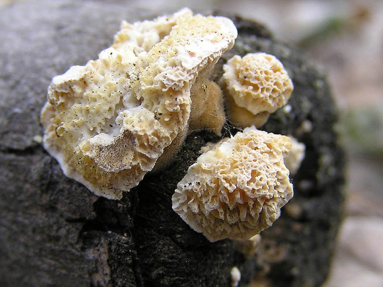 Trametes cervina