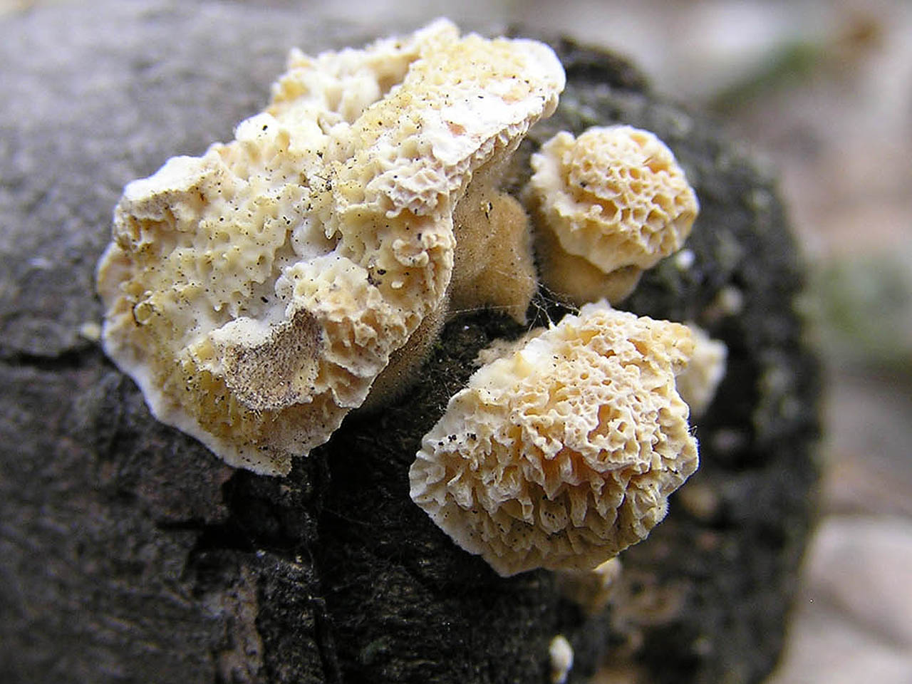 Trametes cervina AMF 20160330-02