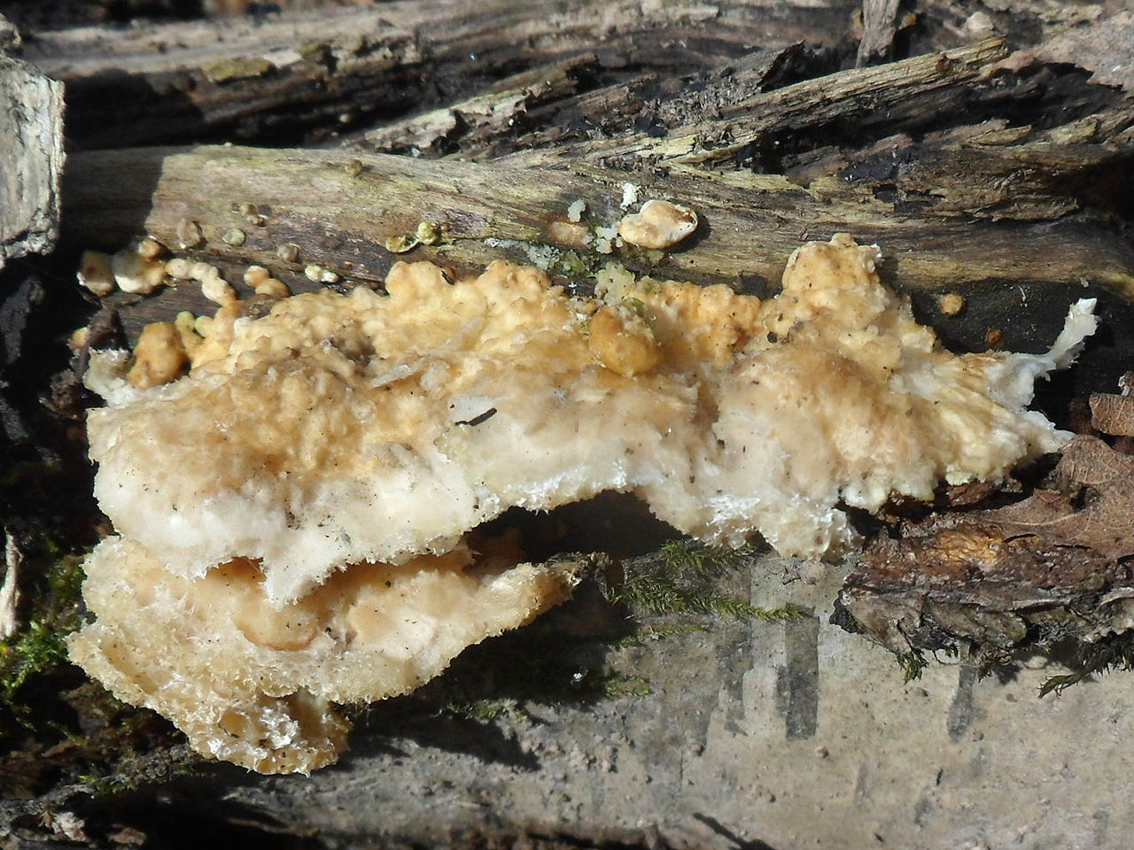 Trametes cervina AMF 20170415-04