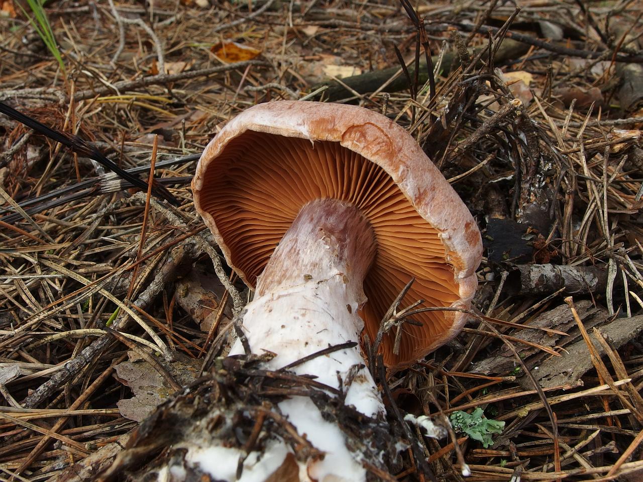 Cortinarius laniger