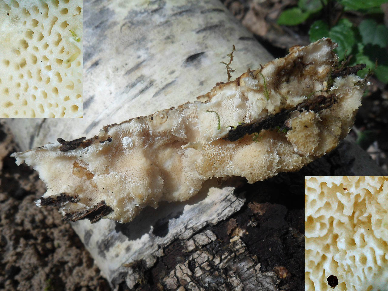 Trametes cervina AMF 20170415-06
