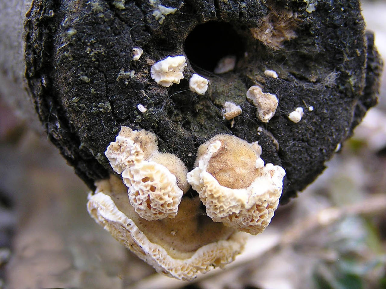 Trametes cervina AMF 20160330-01