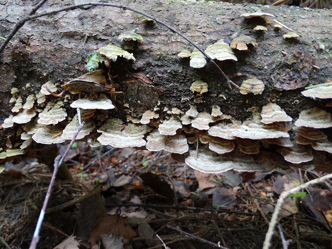 Trichaptum abietinum