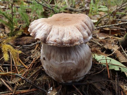 Cortinarius laniger