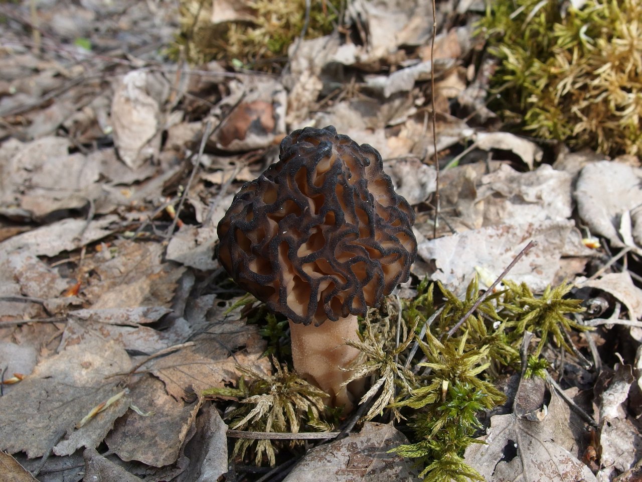 Morchella deliciosa MVK 20180505-02