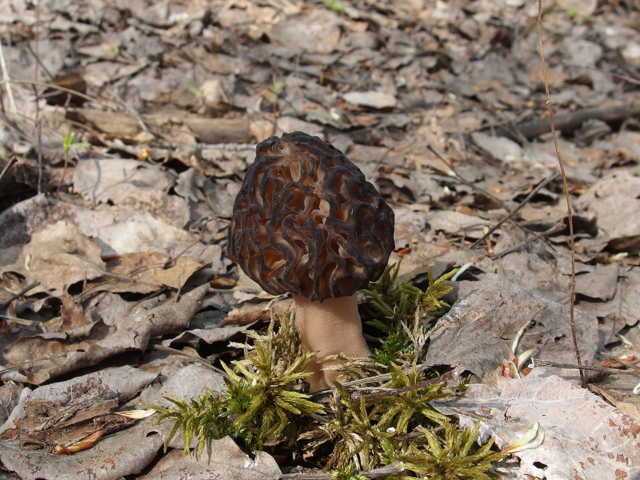 Morchella deliciosa MVK 20180505-01