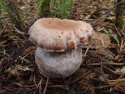 Cortinarius laniger