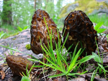 Morchella exuberans PNV 20090523