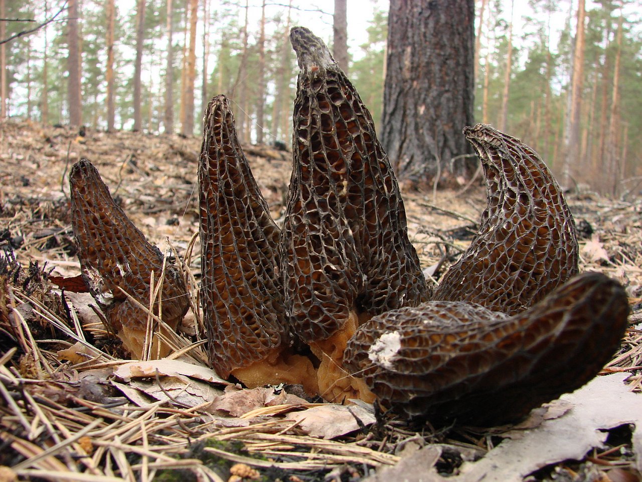 Morchella exuberans PNV 20110622-01